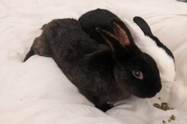 Thicket gotta get those pellets but he doesn't wanna move his back legs