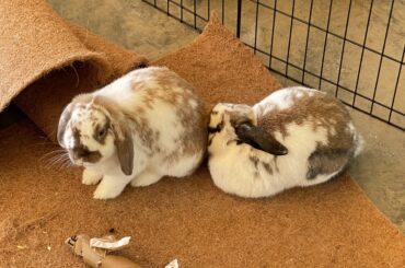 Tucked up cozy under her sister’s butt 😆