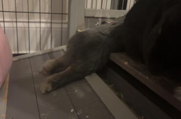 I can’t even begin to understand… (Figaro, ft. A concerned Lulu)