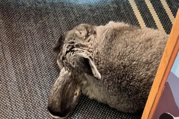 Ears flying back like wings 🪽