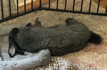 First time we saw Ellie passed out like this our hearts stopped because she looked dead ☠️