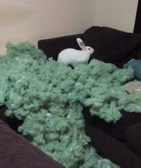 Lilly's Legacy Foundation - total sofa destruction! :O