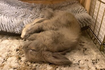 I was told Enzo belongs here