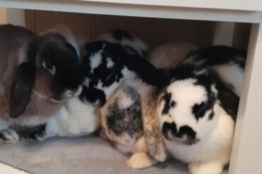 Cuddles under the side table <3