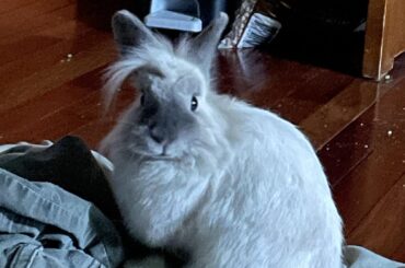 Pepper after leaving a bunch of poops on my bed while I slept: