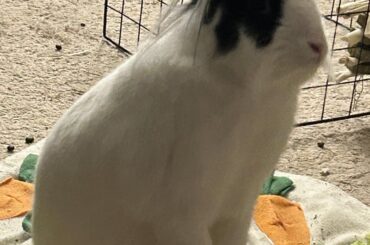 Leeloo heard a noise…