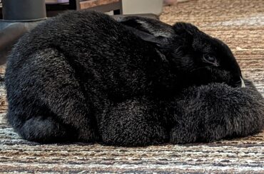 Her Royal Majesty Camille makes an excellent loaf