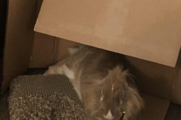 Castaway buncomfortable ear thief on bunmade raft. She ate Wilson.