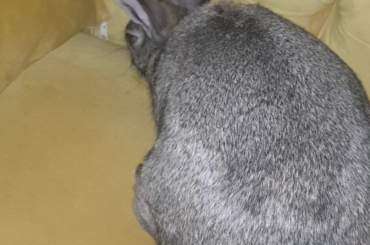 couch same color as nana? must eat