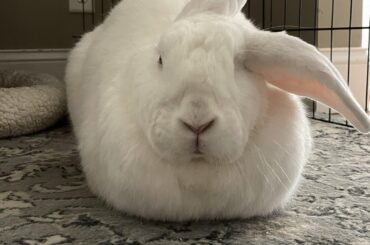 What a perfect loaf !