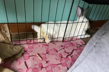 he loves to lay down and sleep behind his pen