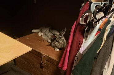 Sweet Pea went missing, this is where we found her. That's a WW2 footlocker