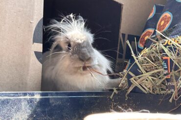 Pepper, You’re supposed to sit IN the litter box while you eat hay 🙄