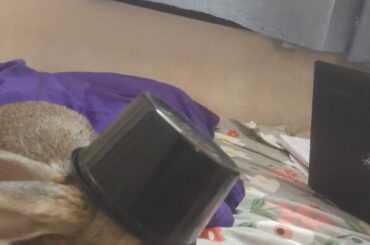 I had kept my fruit bowl on my bed while studying