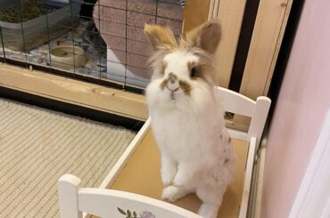 Billie in her new bed