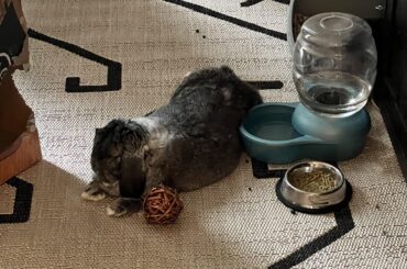 Hips pressed up against the water bowl