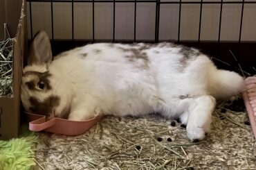 why is his face flopped in the poop scoop?? 😟