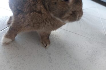 After I stopped her from eating pothos, this idiot tried to eat bird poop