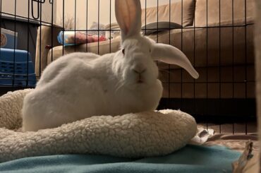 dandy after getting caught using his bed as a second litter box: