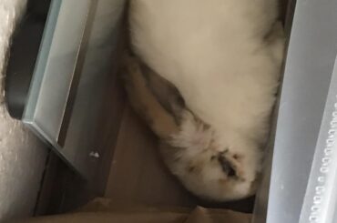 Why sleep on your bed when u can squish yourself between the couch and the wall?