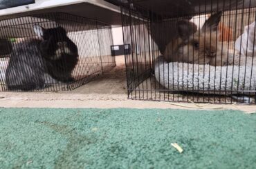 He loves his bed :) (his name is tiger) (the other is named Xavier)