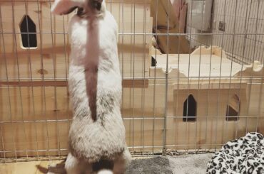 Ahh her little legs crack me up, she's so nosy!