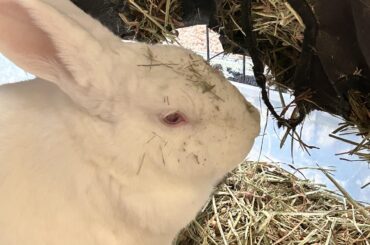 Look at this bozo with hay on his head