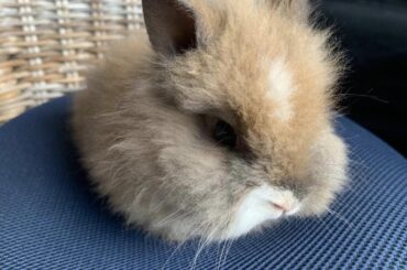 So Guys it’s been a long time since i posted. As my last grown bun was taken by my cousin I decided to get another baby bun for my bunny that’s alone now. Just brought him home and see the first picture like a cushion on a chair lmao. Suggest some names based on looks ?🍐