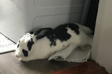 I am very comfortable, mother, how is that not abundantly clear?