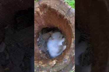 cute rabbit #rabbit #shorts