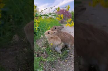 cute rabbit eatin flowers | #rabbit #ainemals #cate