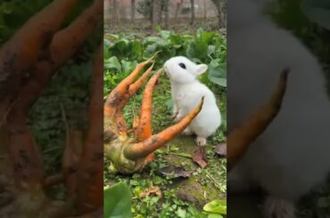 OMG cute Bunny #pets #petrabbit #youtubeshorts