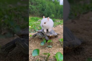 Cute Baby Rabbits Playing | Feeding Activities | Bunny Rabbit |So Cute Rabbit