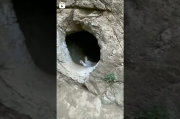 cute rabbit eating ||#viral video ||#instagram reels || funny video