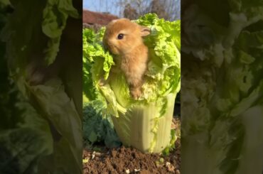 Best cute rabbit #shorts