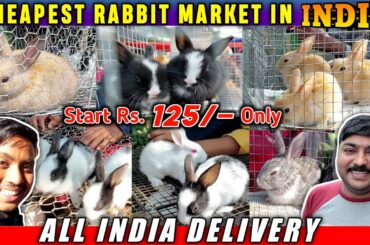 Cheapest Rabbit Market In INDIA | Belgium/Russian & Indian Rabbits For Sale