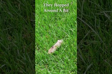 Cute Baby Bunnies Hopping in our Yard! #shorts