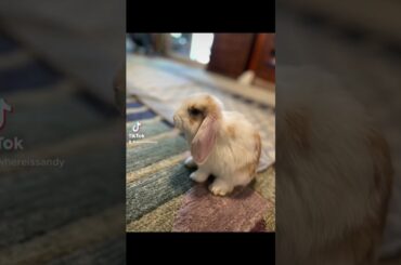 Cute happy baby bunnies! #cutepet #bunny #petbunny #rabbit