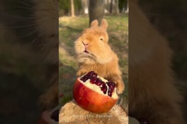 Cute Rabbit Eating Pomegranate #rabbit #cuterabbit #pomegranate #eating #rabbitshorts #shorts #cute