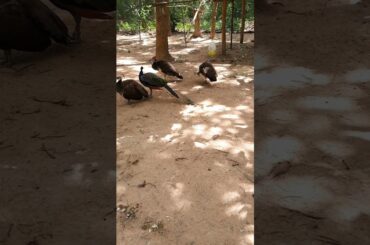 On our fisrt time to see the peacock #shorts #rabbit #cute #bunny #dog #otter #peacock