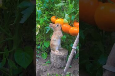 Cute baby Rabbit to Tometo #shorts #viral #funny