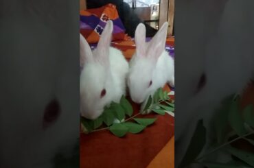 RABBIT, OMG Animals SOO Cute! AWW Cute baby animals, CUTEST moment #shorts