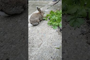 #cutebunny day Bunny video