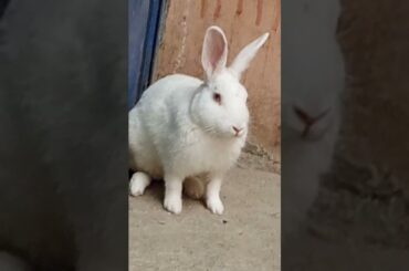 cute baby rabbit chiku #rabbit #trending #bunny #virel #funny