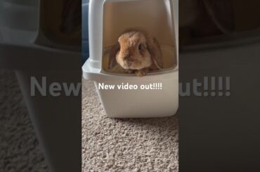 Cute bunny!!!! #cutebunny #cuteanimals #rabbit #cuterabbit #cute #bunny