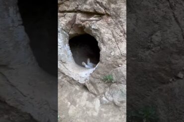 so Cute #rabbit #youtube #youtubeshorts #ytshorts