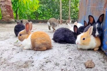Peaceful Baby Rabbits - Cute Baby Bunnies Playing #animals