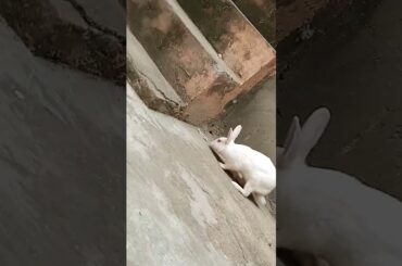 cute baby rabbit chiku #rabbit #trending #bunny #babyrabbits #virel