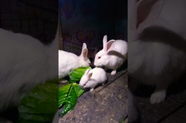Cute Baby Rabbits Playing,Feeding Activities | Bunny Rabbit(Baby Rabbits)#RunnyRabbits #Babyrabbits