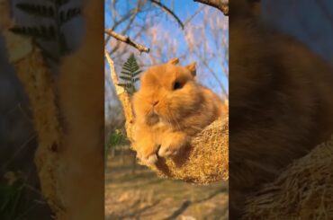 cute bunny videos #subscribe #youtubeshorts #beautiful #animal #trending #yearofyou